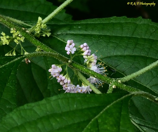 {Callicarpa americana}
